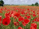 Agence immobilière Albi Achat maison Albi. Coquelicots